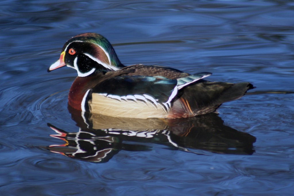 Wood Duck jigsaw puzzle in Puzzle of the Day puzzles on TheJigsawPuzzles.com